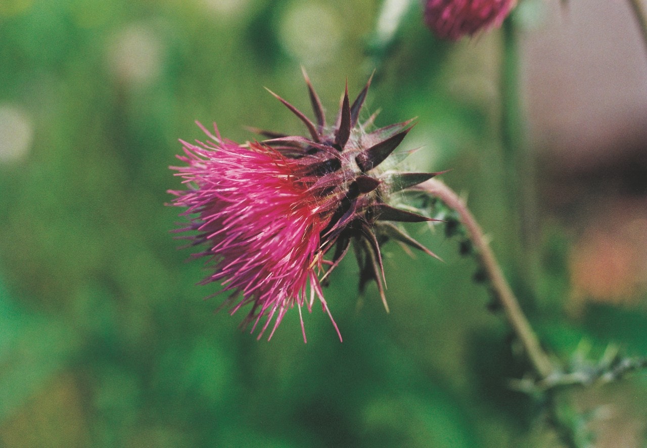 Nickende Distel (Carduus nutans) in der Bl te.
Nodding thistle (Carduus nutans) at flowering.