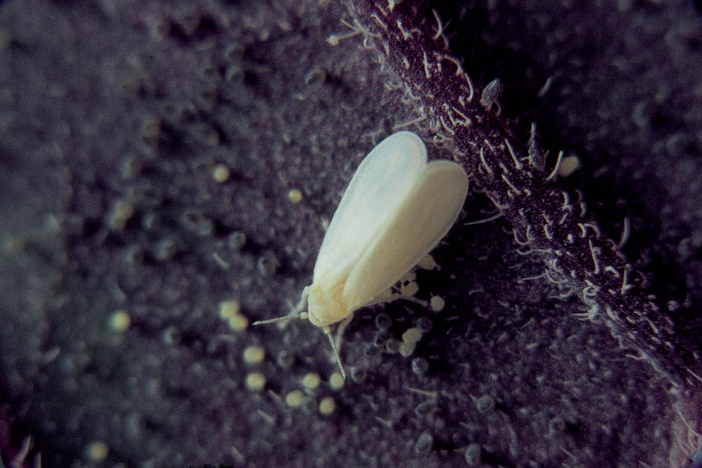 110928
Imago der Weißen Fliege (Aleurodes sp.).
Adult whitefly (Aleurodes sp.).