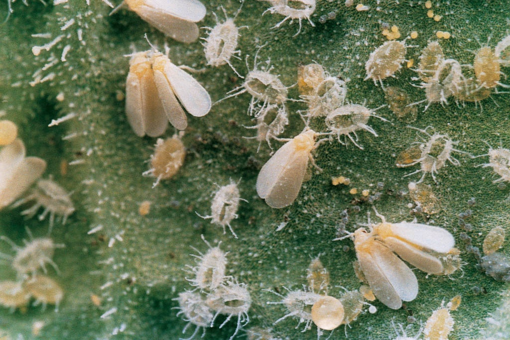 Imagines und Nymphen der Kohlmottenschildlaus (Trialeurodes vaporariorum).
Adults and nymphs of the glasshouse whitefly (Trialeurodes vaporariorum).