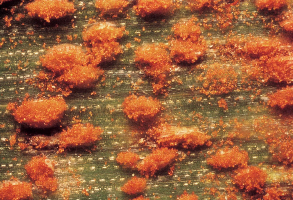 103692
Gelbrost, Puccinia striiformis (Uredosporenlager) auf Weizenblatt