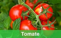 tomate