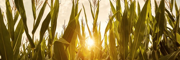  dekalb corn